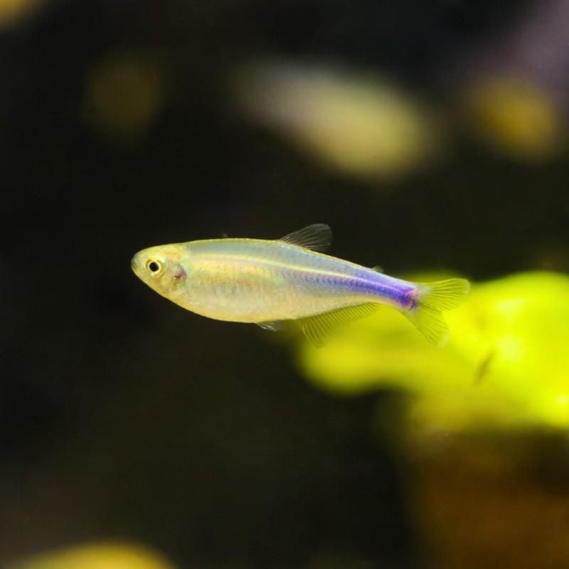 Cochu’s Blue Tetra | Boehlkea fredcochui