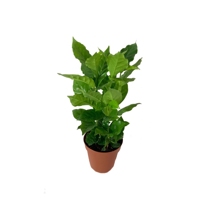 Coffee Plant – Live Plant in a 4 Inch Pot -Coffea Arabica – Beautiful Easy Care Indoor Houseplant