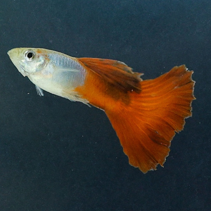 Coppertail Guppy | Poecilia Reticulatus
