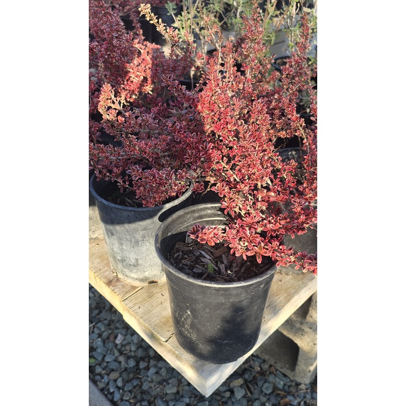 Coprosma repens Pacific Sunrise in 1 gallon pot Super Red