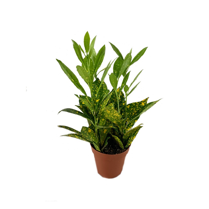 Croton Gold Dust- Live Plant in a 4 Inch Pot – Codiaeum Variegatum ‘Gold Dust’ – Beautiful Easy Care Indoor Houseplant