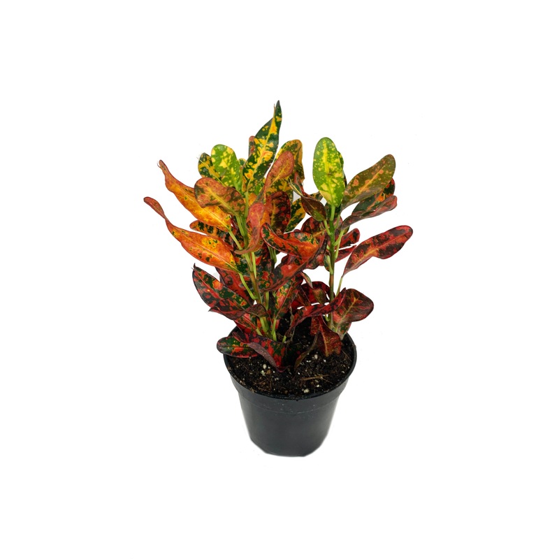 Croton Red Batik – Live Plants in 4 Inch Pots – Codiaeum Variegatum ‘Batik’ – Beautiful Easy Care Indoor Houseplant