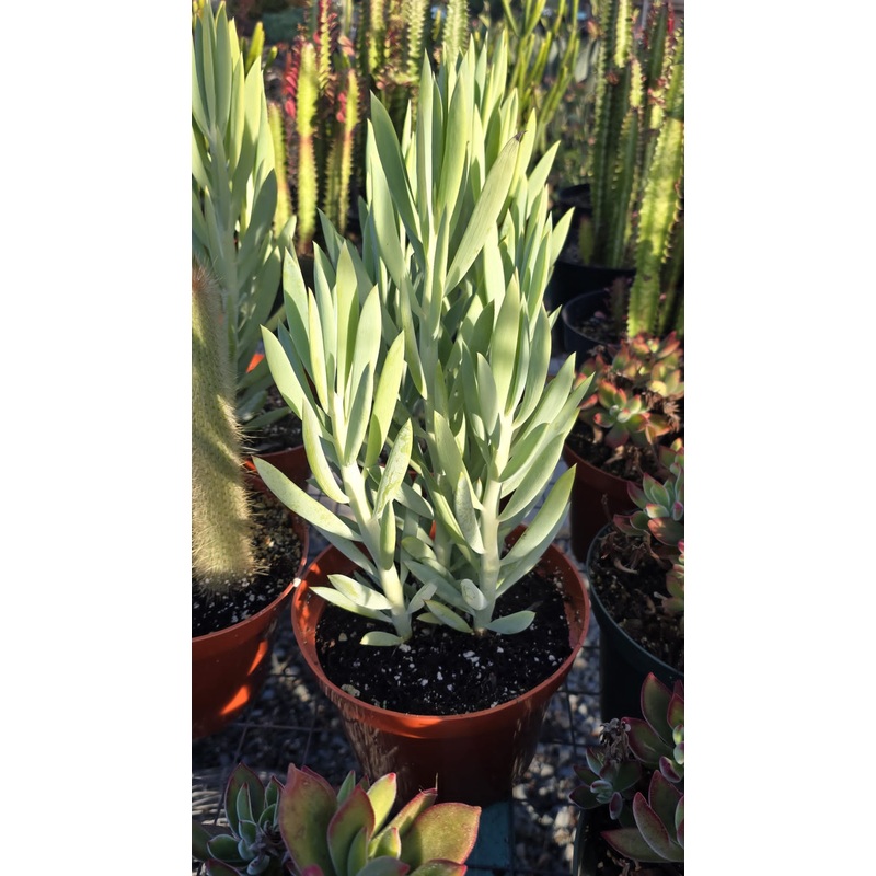 Curio ficoides, syn. Senecio in 6 inch pot Easy carpet plant full sun