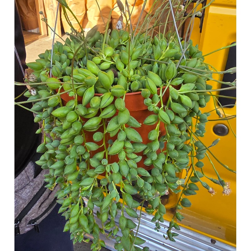 Curio radicans Succulent Hanging Plant Easy care