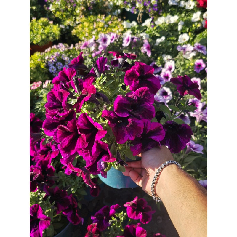Dark purple Petunia in 6 inch pot full sun easy care