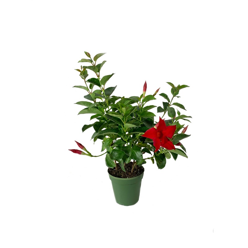 Dipladenia Plant- Live Plant in a 4 Inch Pot – Mandevilla spp. – Beautiful Flowering Easy Care Vine