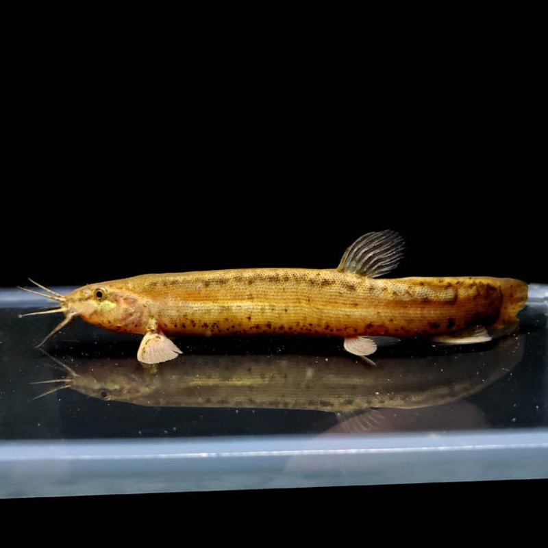 Dojo Loach | Misgurnus Anguillicaudatus