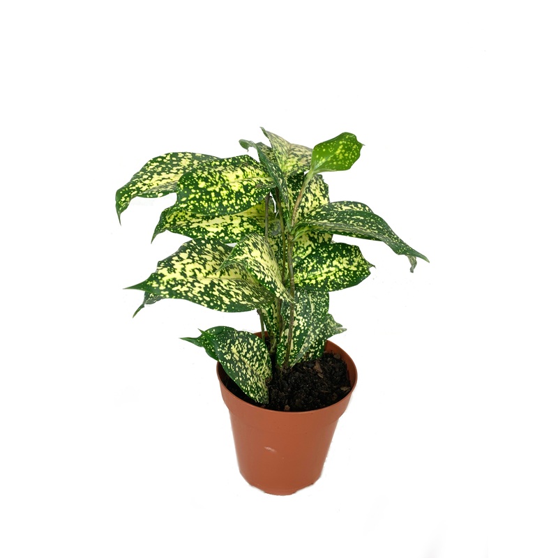 Dracaena Florida Beauty – Live Plant in a 4 Inch Pot – Dracaena Surculosa ‘Florida Beauty – Beautiful Easy Care Indoor Houseplant