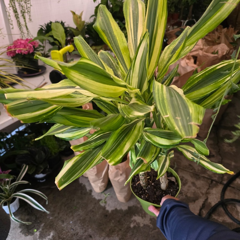 Dracaena ‘Sol’ staggered in 6 inch pot