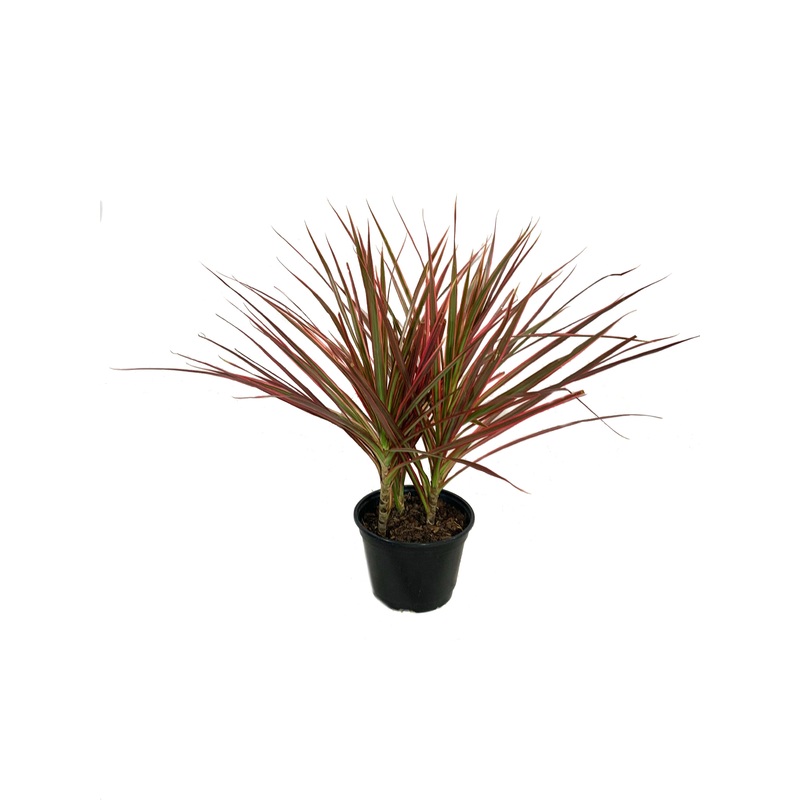 Dragon Tree – Live Plant in a 6 Inch Pot – Dracaena Marginata Colorama – Easy Care Indoor Air Cleaning Plant