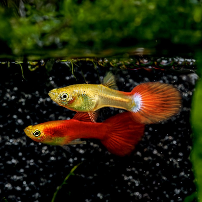 Dwarf Red Flamingo Guppy|Imported|Flip Bred|Male|Female|Pair (M/F)|Juvie (Unsexed)