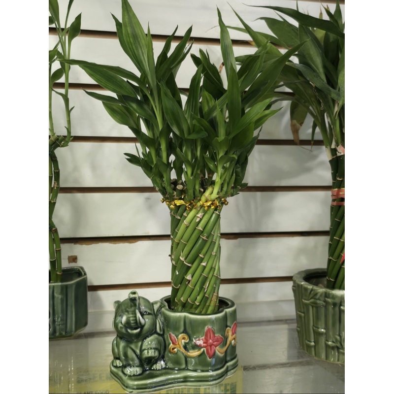 easy care Bamboo spiral base decoration for living room