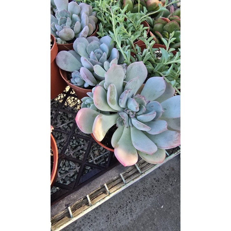 Echeveria laui succulent plant in 6 inch pot