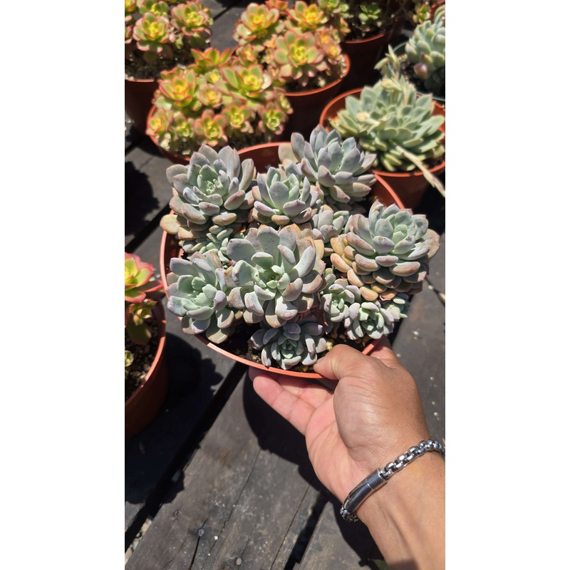 Echeveria Prolifica Succulent Fast-Spreading Rosette | Rare Clumping Succulent | Easy to Grow | Live Plant