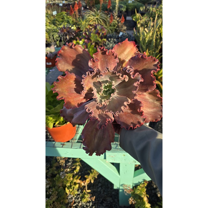 Echeveria with curly edges in 6 inch pot