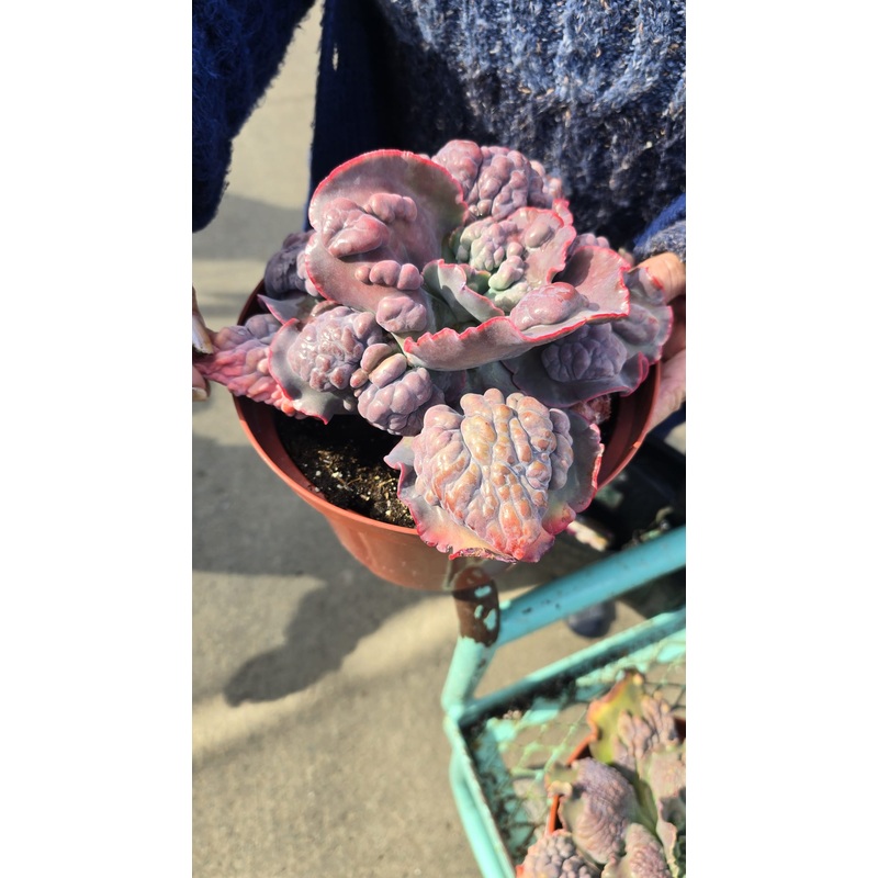 Echeverias with Carunculations in 8 inch pot