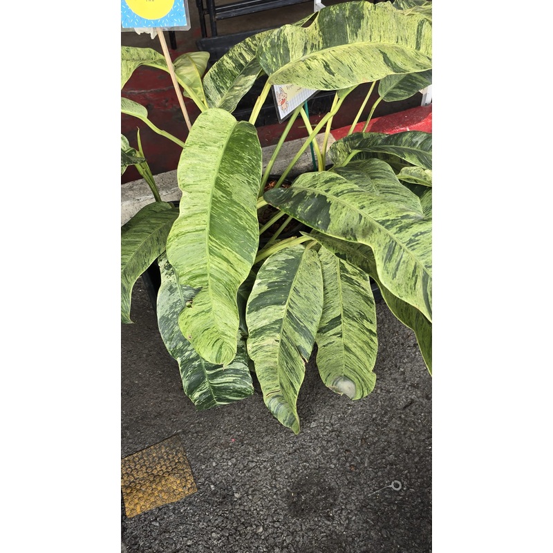 Epipremnum Giganteum Marble Aurea big plant rooted in moss easy care