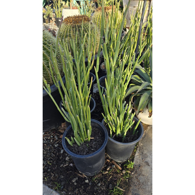 Euphorbia alluaudii easy care in 5 gallon pot