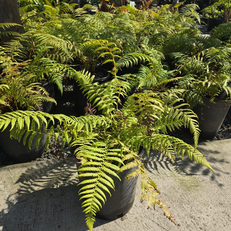 Fern Giant cooperi Australian in 3 gallon pot