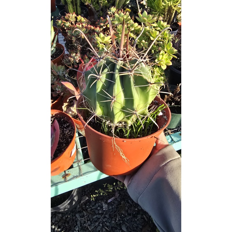 Ferocactus emoryi cactus in 6 inch pot full sun