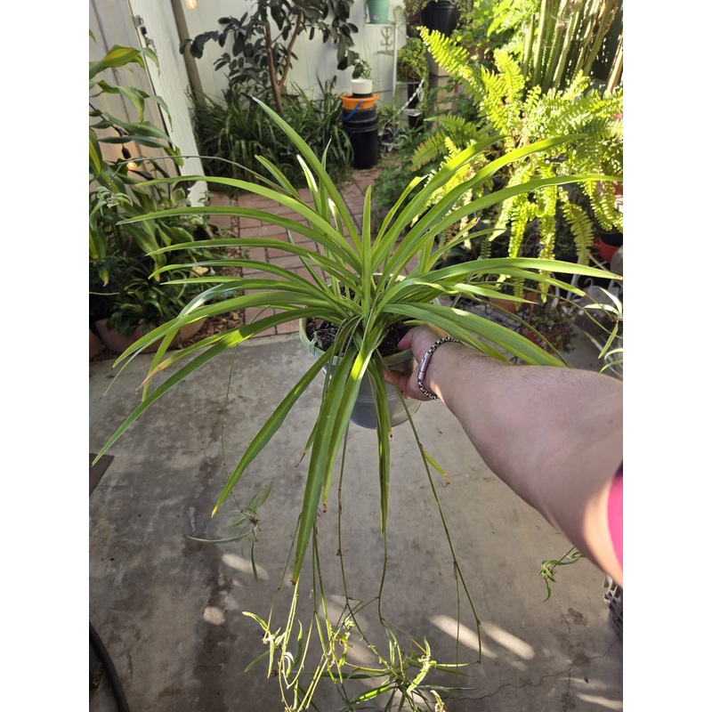 Full Green Spider Plant in 6 inch pot