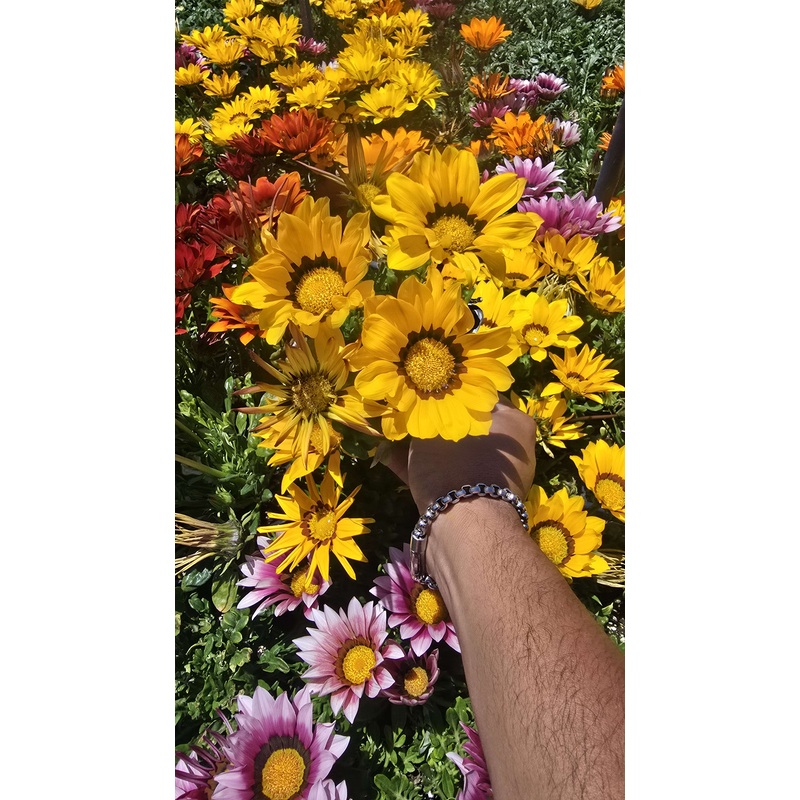 Gazania flowers Yellow, also known as Treasure Flowers or African Daisies 6 set of 4 inch pot