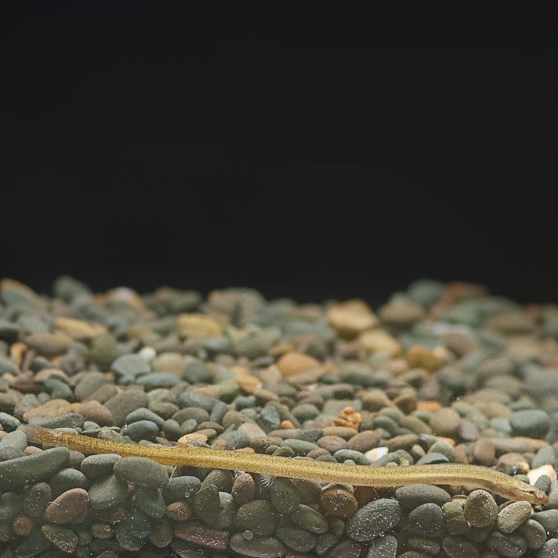 Golden Kuhli Loach|1 Fish