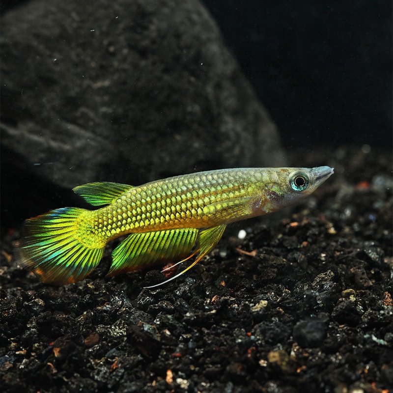 Golden Wonder Killifish | Aplocheilus lineatus