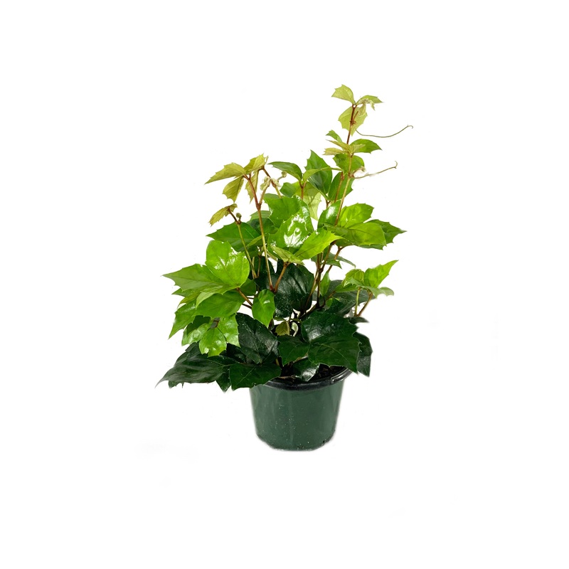 Grape Ivy – Live Plant in a 4 Inch Pot -Cissus Rhombifolia – Beautiful Easy Care Indoor Houseplant Vine