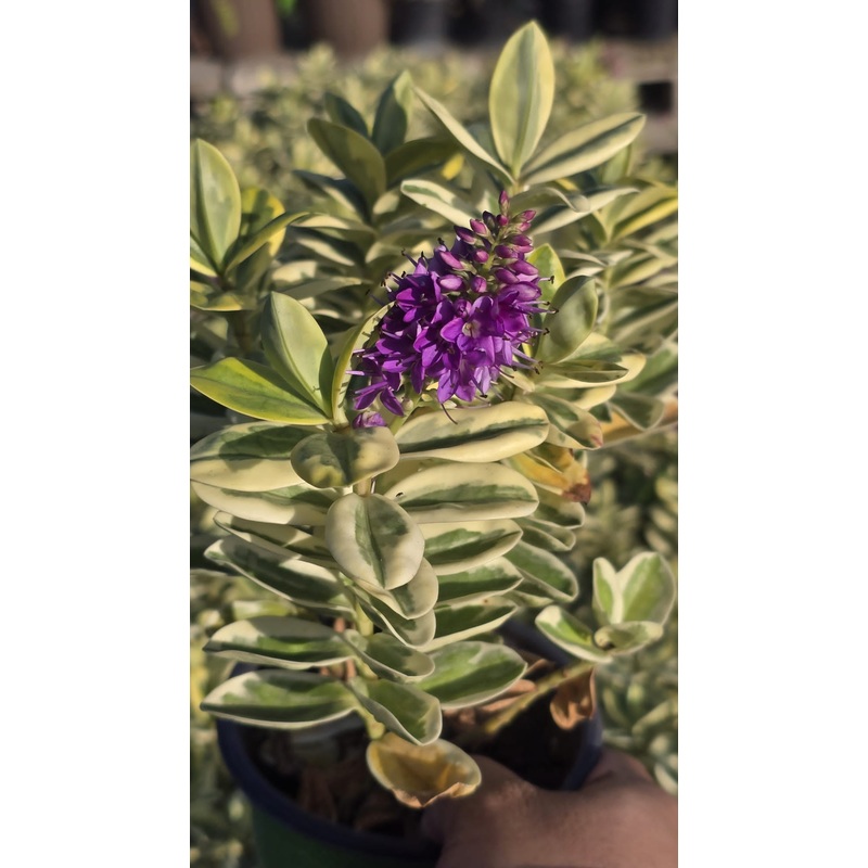 Hebe Andersonii Variegated in 5 inch pot