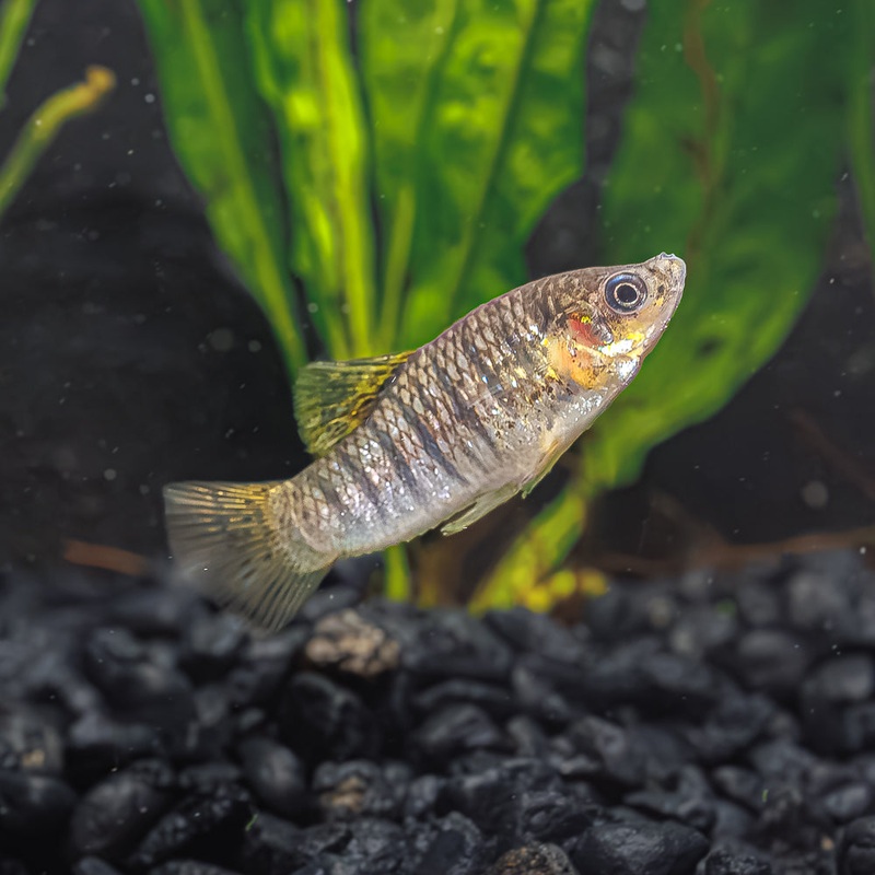 Humpback Limia | Limia nigrofasciata