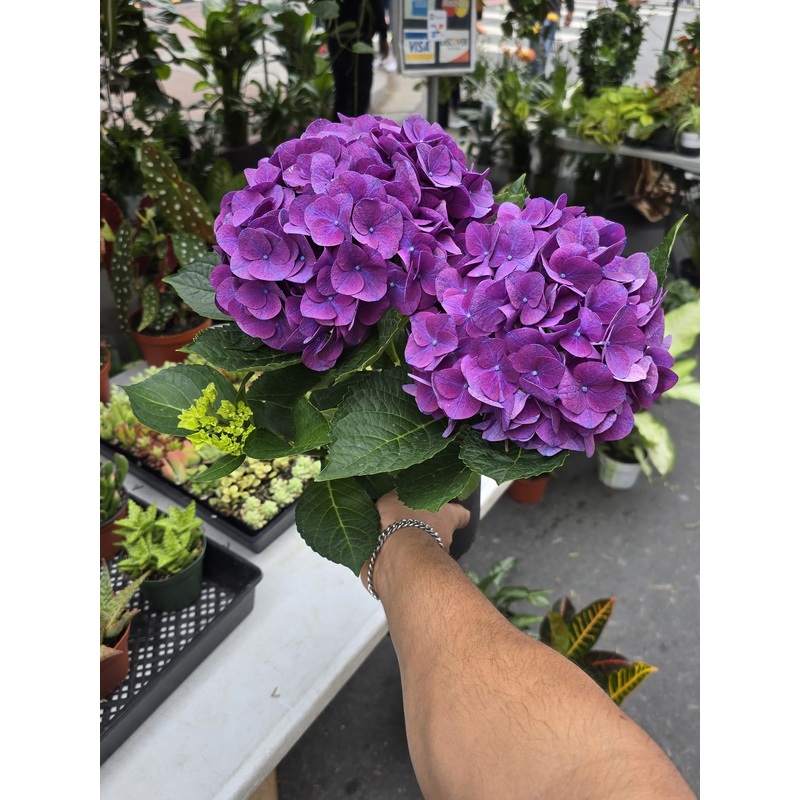 Hydrangea macrophylla purple flower in 1 gallon pot