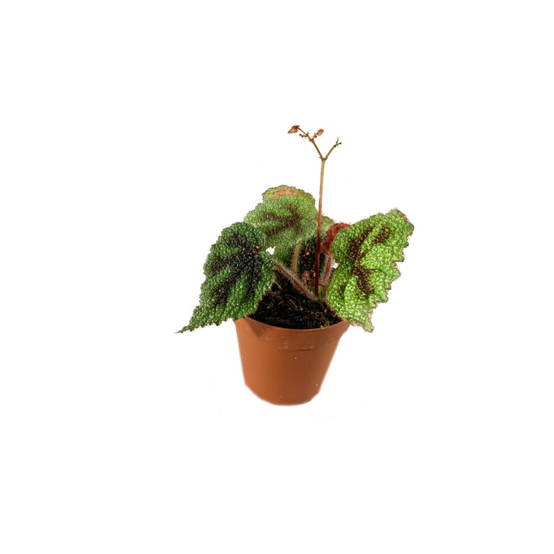 Iron Cross Begonia – Live Plant in a 4 Inch Pot – Begonia Masoniana – Beautiful Indoor Houseplant