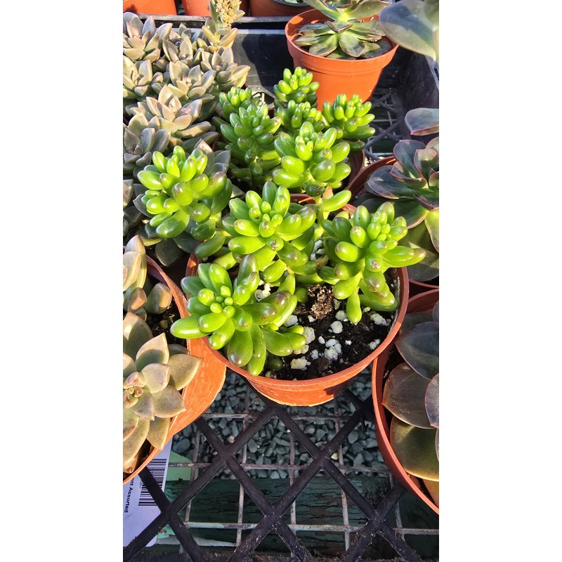 Jelly Bean Plant succulent in 4 inch pot