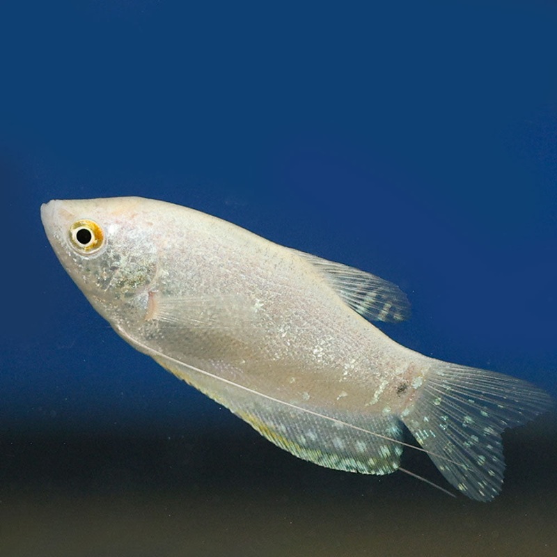 Lavender Gourami|Imported|1 Fish