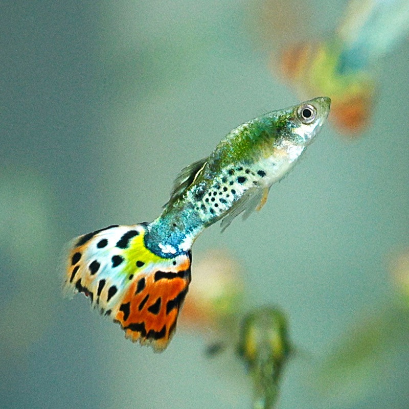 Leopard Tail Guppy | Poecilia Reticulatus