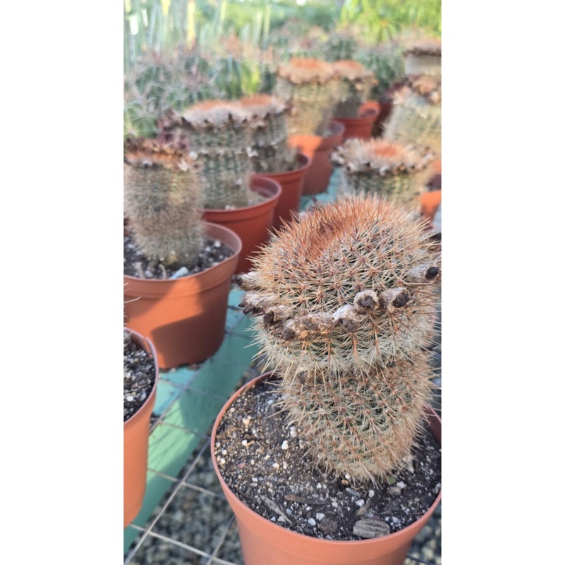 Mammillaria marcosii cactus in 6 inch pot