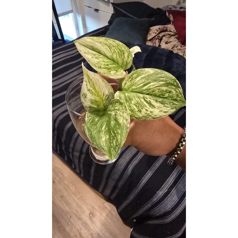 Marble Queen scindapsus root in moss 4+ leaves
