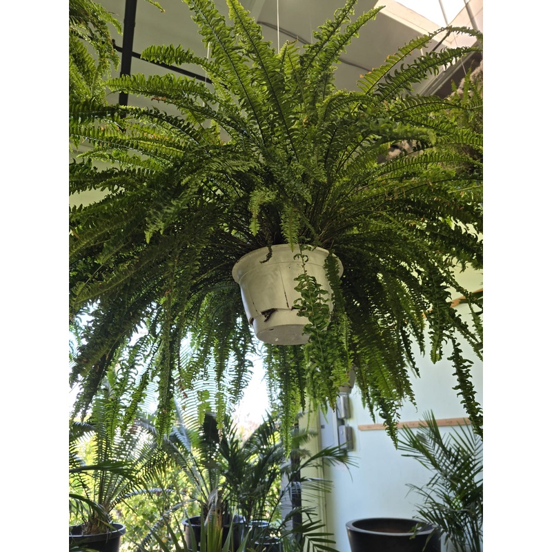 Massive sword fern in 8 inch pot 3 feet wide
