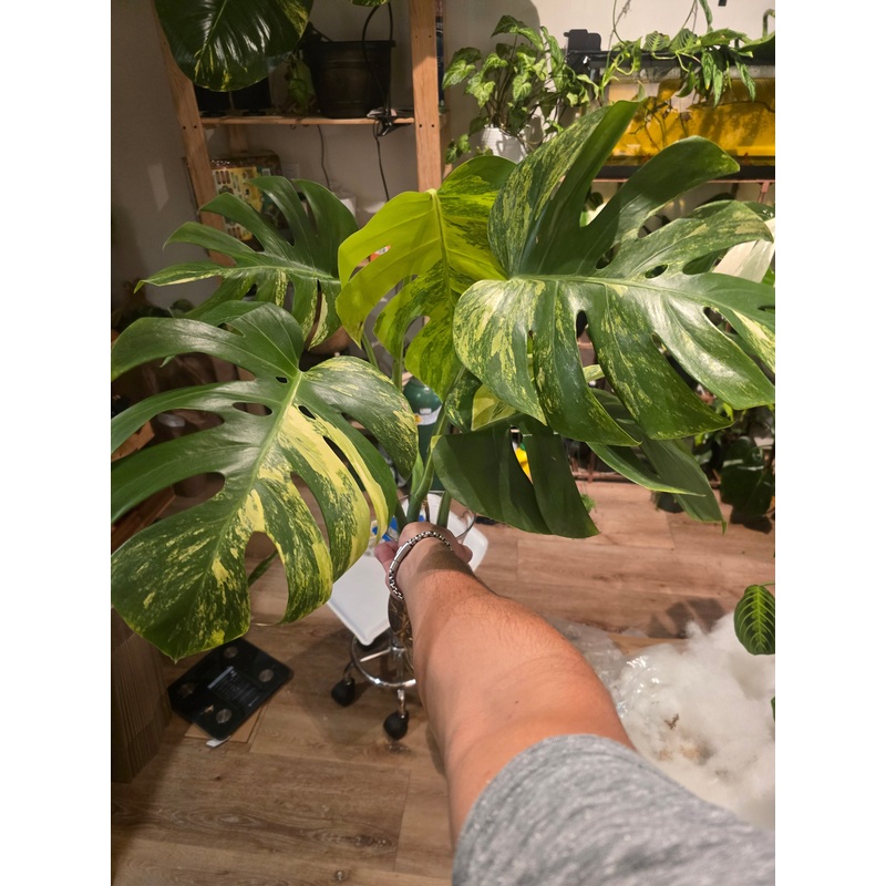 Monstera Aurea Variegated Root in moss