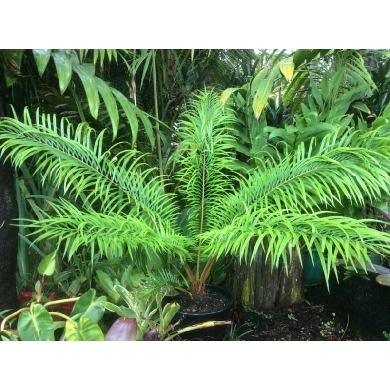 Multipinnate Sago Palm – Live Plant in a 3 Gallon Growers Pot – Cycas Debaoensis – Extremely Rare Ornamental Palms of Florida