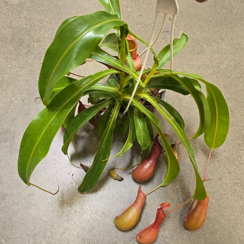 Nepenthes  ventrata in hanging basket carnivorous plant Easy care 6 inch pot