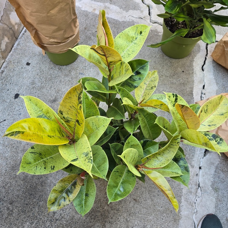 New! Shiveriana Rubber Ficus Tree in 8 inch pot