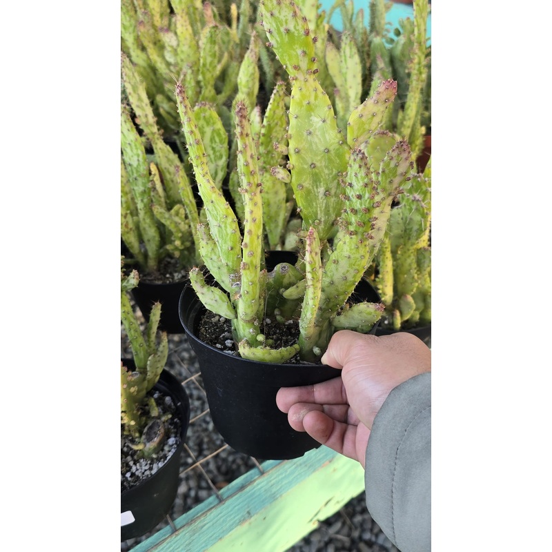 Opuntia monacantha Cactus in 6 inch pot