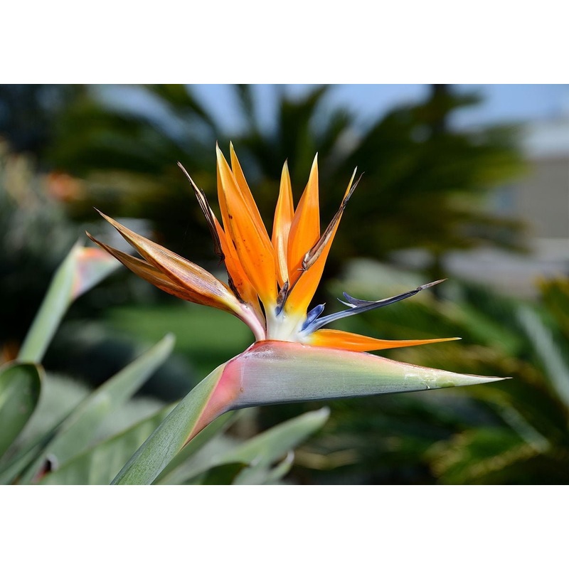 Orange Bird of Paradise – Live Plant in a 3 Gallon Pot – Strelitzia Reginae – Rare and Stunning Tropical Evergreen Plant