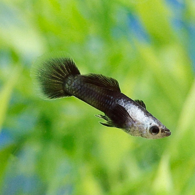 Panda Endler|Imported|Male|Female|Pair (M/F)