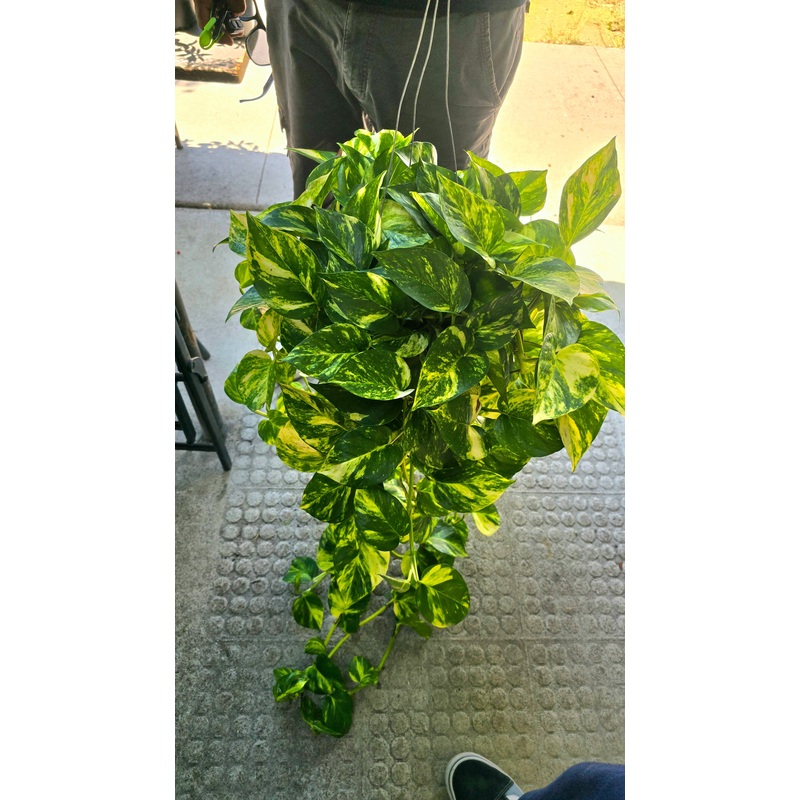 Patrick pothos in 6 inch pot Rare to Find long vines