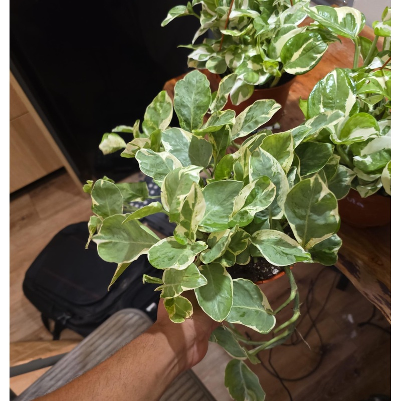 Pearls N Jade in 6 inch pot, rare find easy care pothos