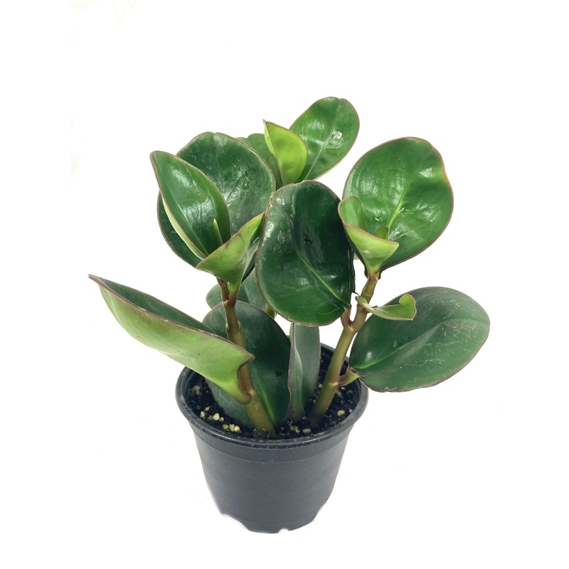 Peperomia Red Edge – Live Plant in a 4 inch Pot – Peperomia Obtusifolia ‘Red Edge’ – Rare Air Purifying Indoor Houseplant
