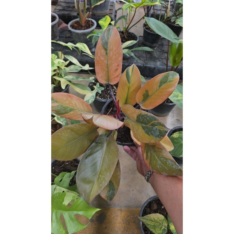 Philodendron Cardinal Black root in moss, full plant